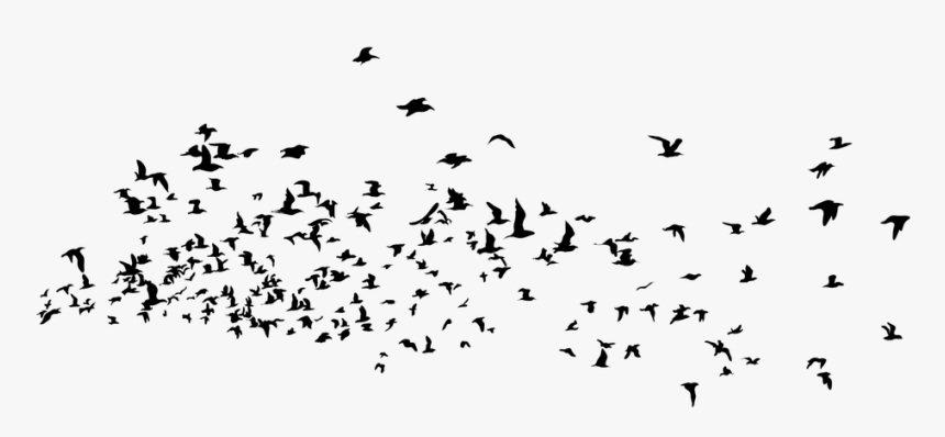 Birds, Animal, Nature, Flying, Black - Unicorn Riding Into The Sunset, HD Png Download