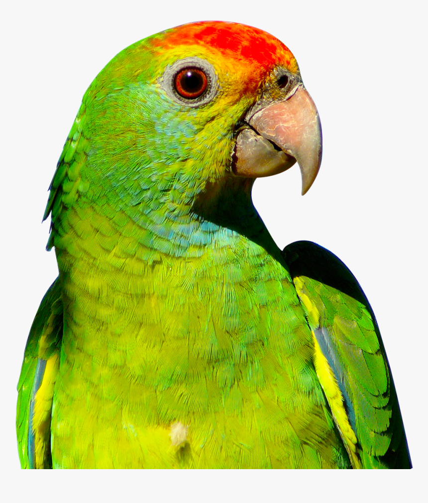 Parrot Png Image - Parrot Png Transparent, Png Download