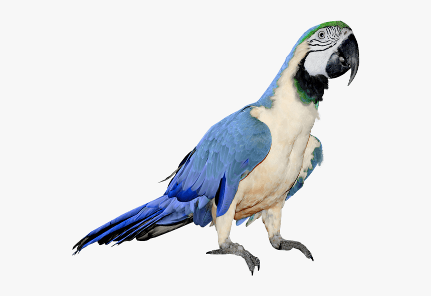 Blue Parrot - Blue And White Parrot, HD Png Download