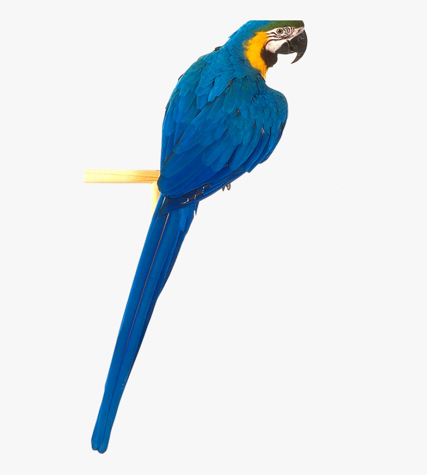 Download This High Resolution Parrot Png Clipart - Blue Parrot Png, Transparent Png