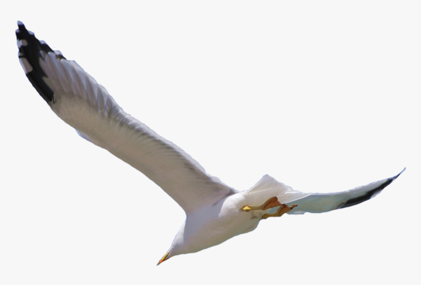 Bird Flight Wing - Bird Flying White Background, HD Png Download