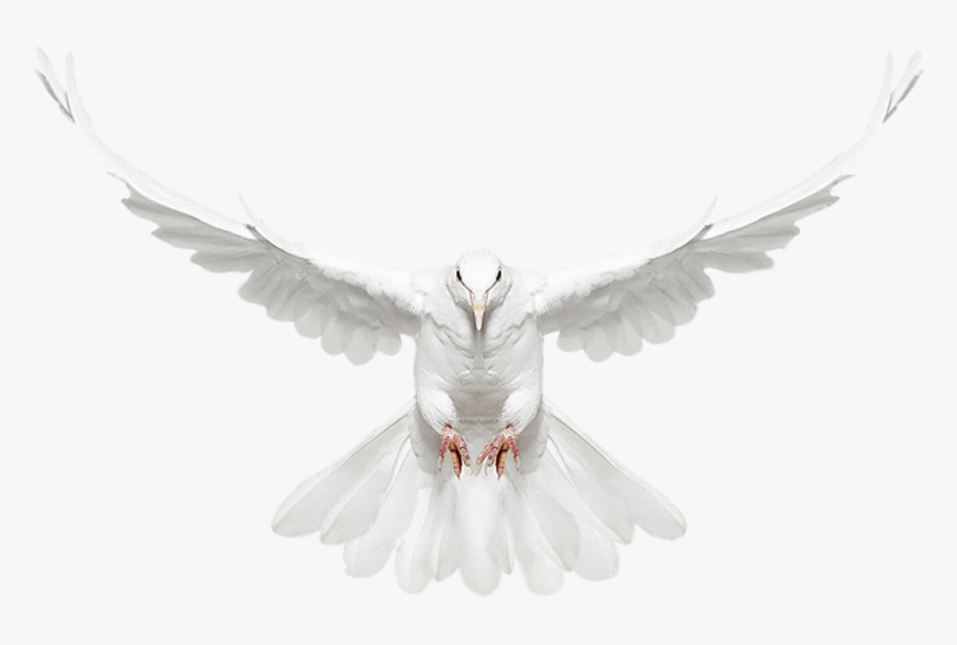 Dove Flying Png - White Dove Flying Png, Transparent Png