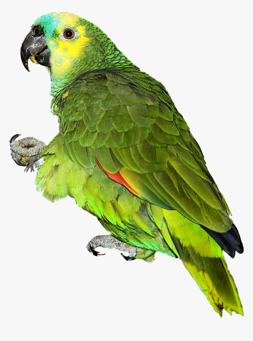 Parrot Png, Transparent Png