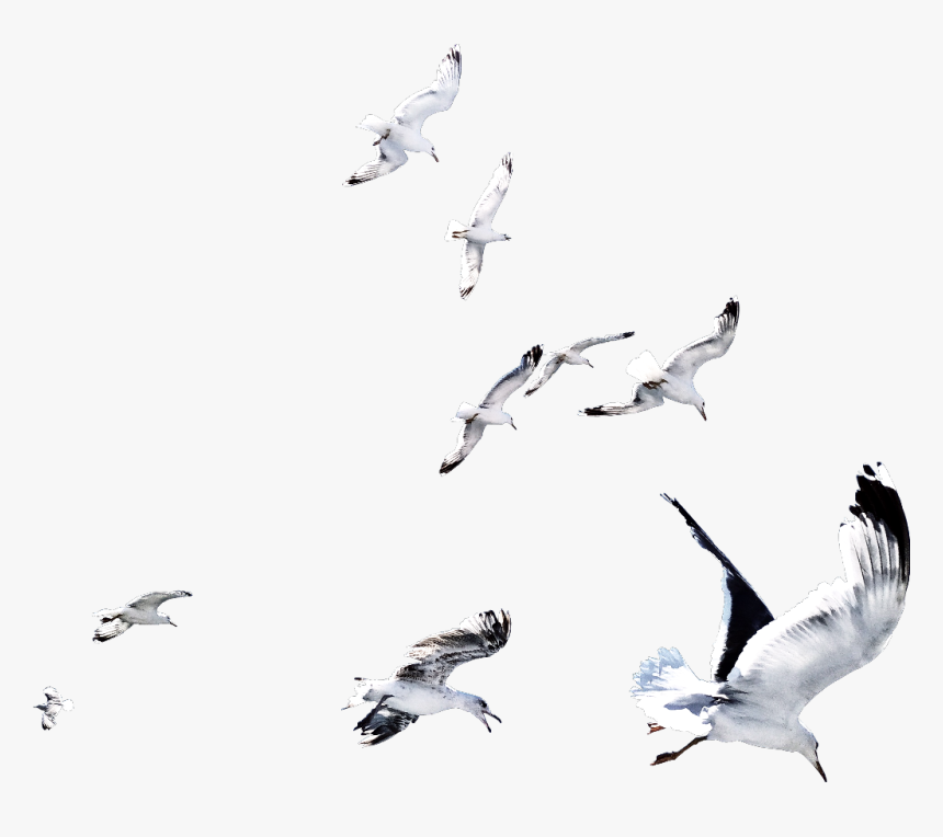 #ftestickers #ftesticker #bird #birds #flying #fly - Flock, HD Png Download