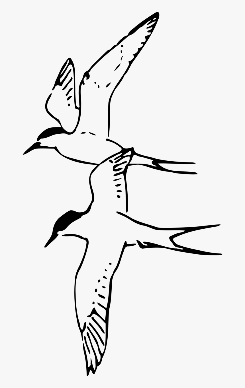 Birds - Arctic Tern Black And White, HD Png Download