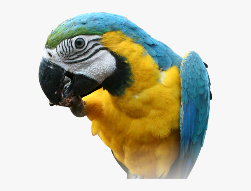 Parrot Png Images, Free Download - Parrot Face Transparent Background, Png Download