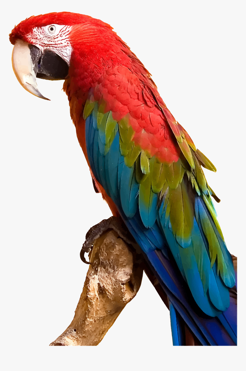 Clip Art Parrot By Gdj Pinterest - Parrot Png, Transparent Png