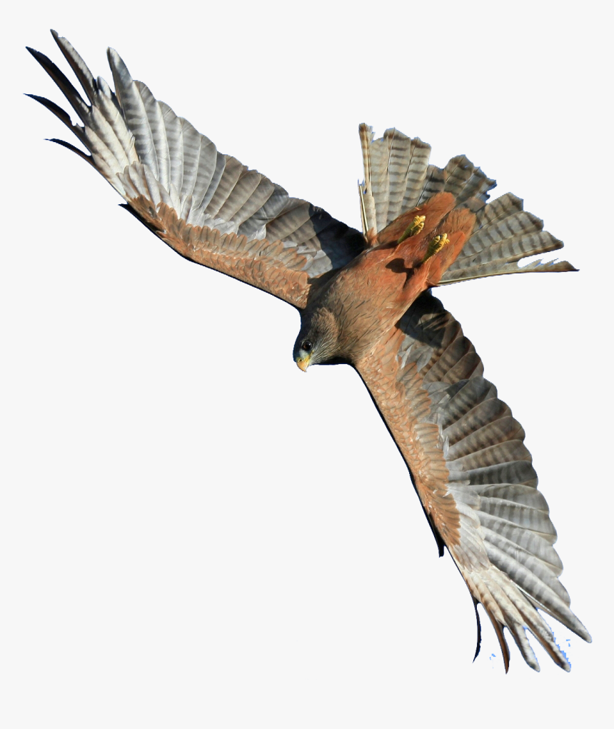 Flying Hawk Png Image - Flying Hawk Png, Transparent Png