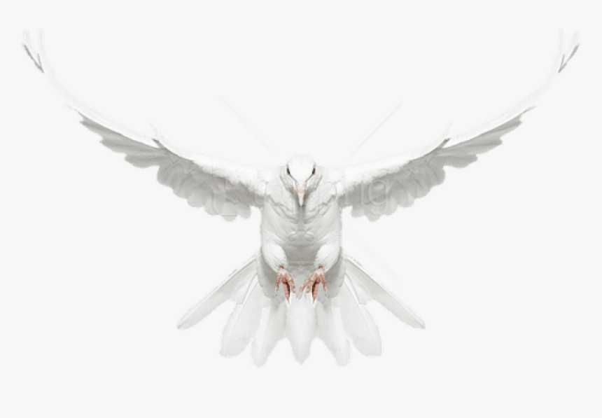Dove Flying Png - Flying White Dove Png, Transparent Png