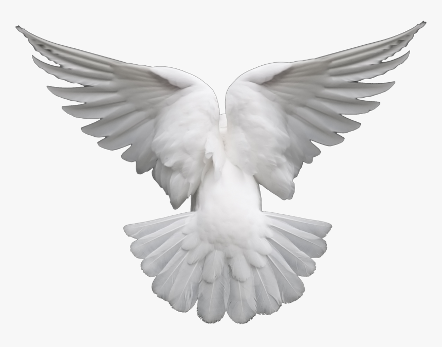 Pigeons And Doves Portable Network Graphics Clip Art - White Dove To Download, HD Png Download