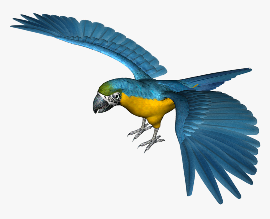 Large Blue Parrot Png Clipart - Blue Parrot Transparent Background, Png Download