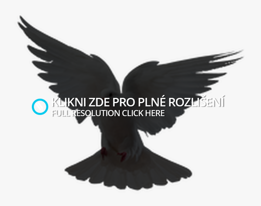 Raven, HD Png Download