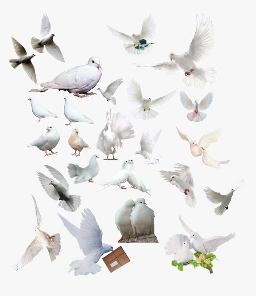 Doves Png Png - Dove, Transparent Png