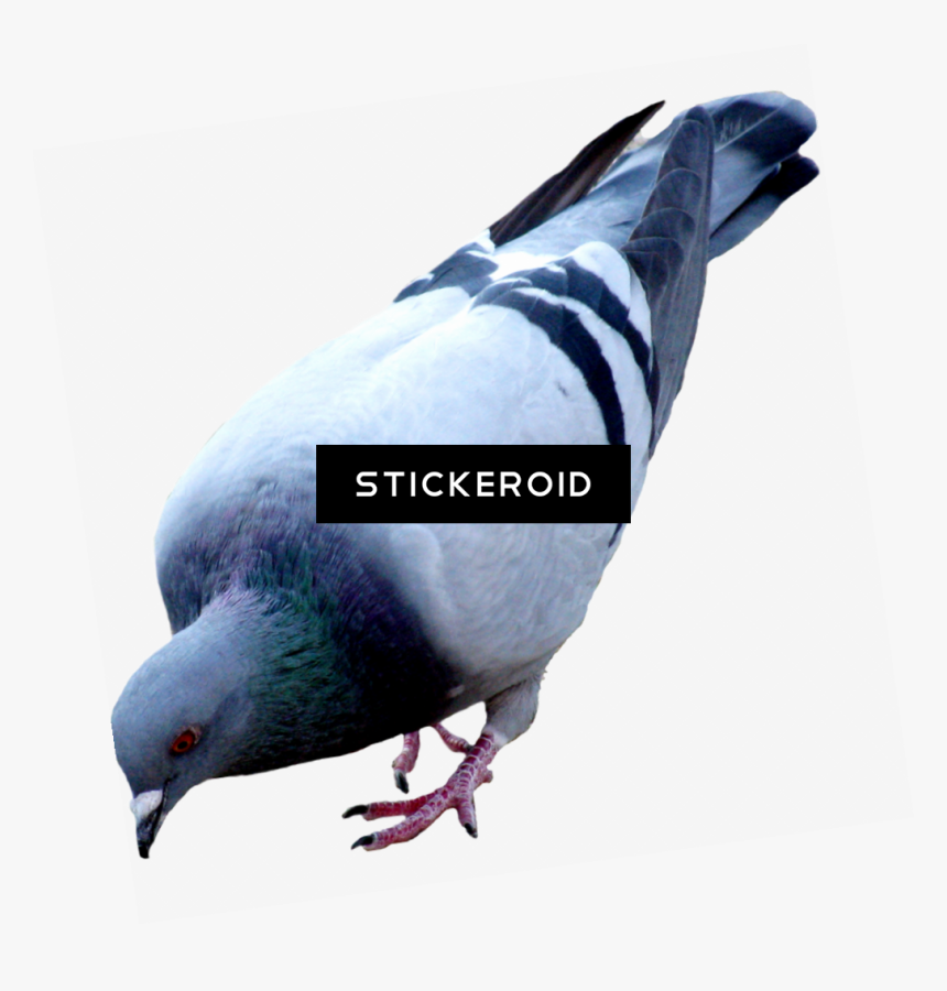 Pigeons And Doves , Png Download - Pigeons Png, Transparent Png