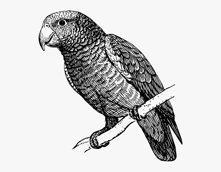 Parrot Svg Clip Arts - White And Black Parrot, HD Png Download