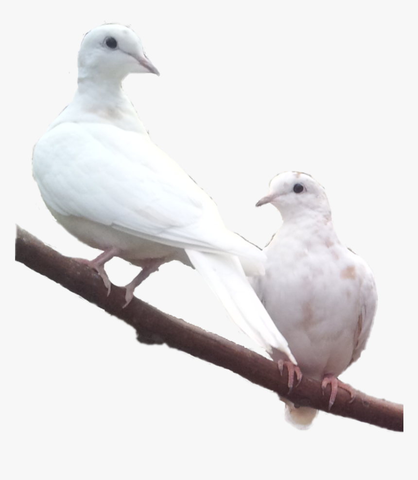 Rock Dove, HD Png Download