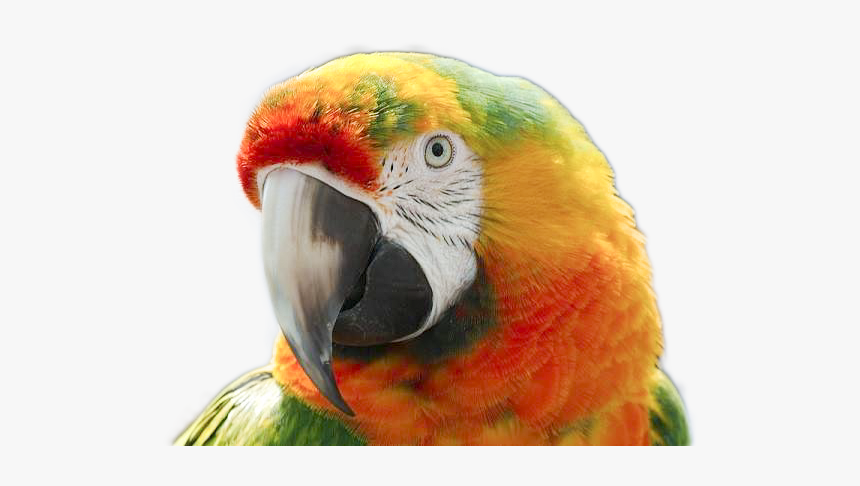 Macaw, HD Png Download