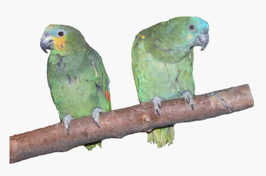 Amazon Parrots, HD Png Download
