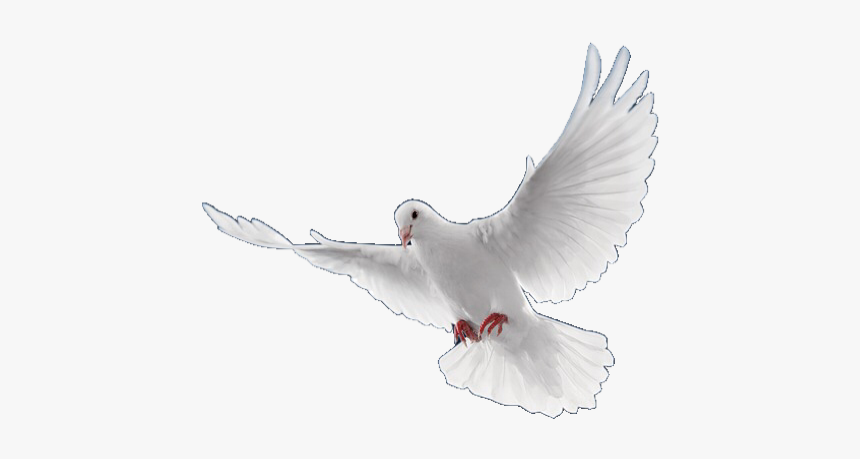 #dove #bird #pngs #png #lovely Pngs #usewithcredit - Flying Birds Png Hd, Transparent Png