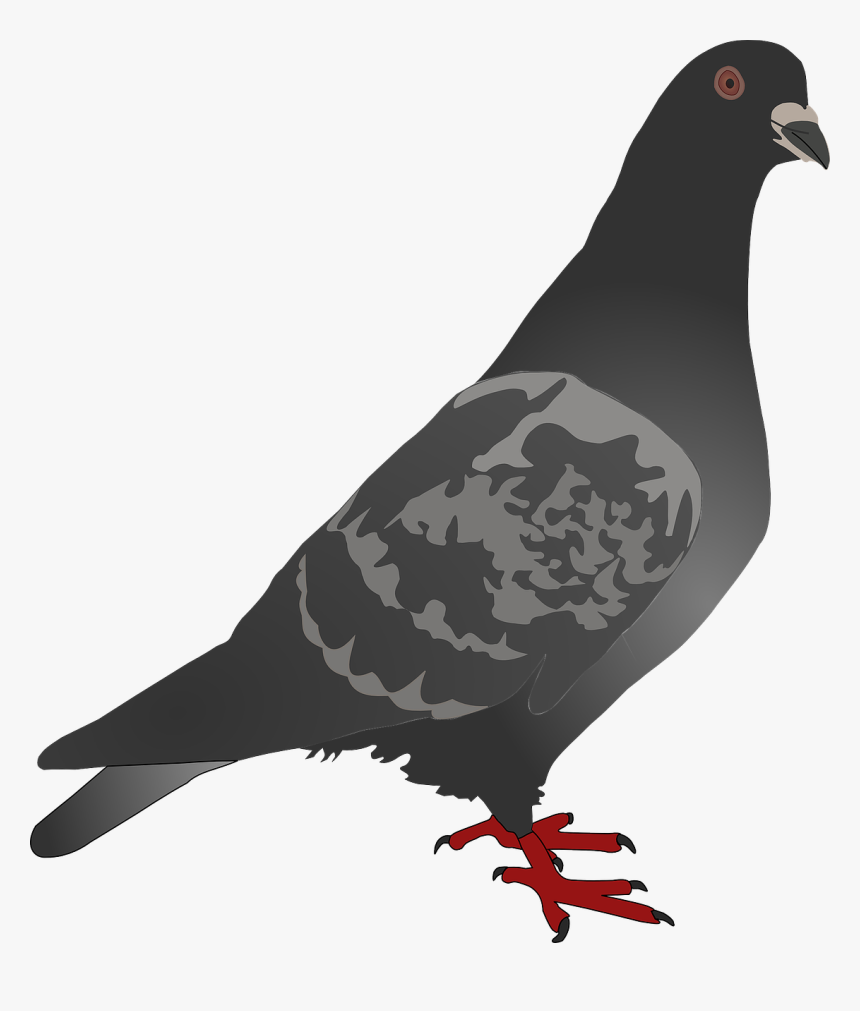 Free Pigeon Clip Art, HD Png Download