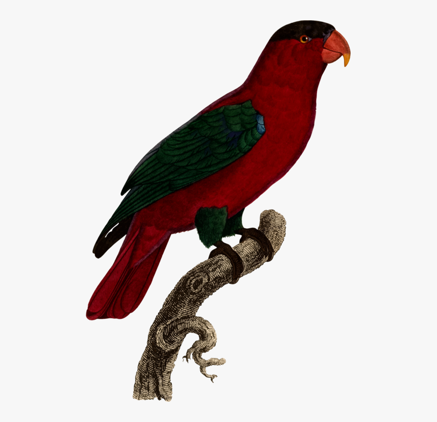 Loriini, HD Png Download