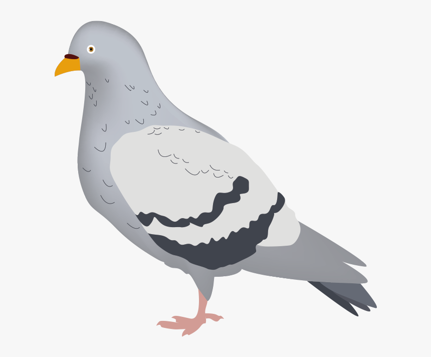 Pigeons And Doves , Png Download - Stock Dove, Transparent Png