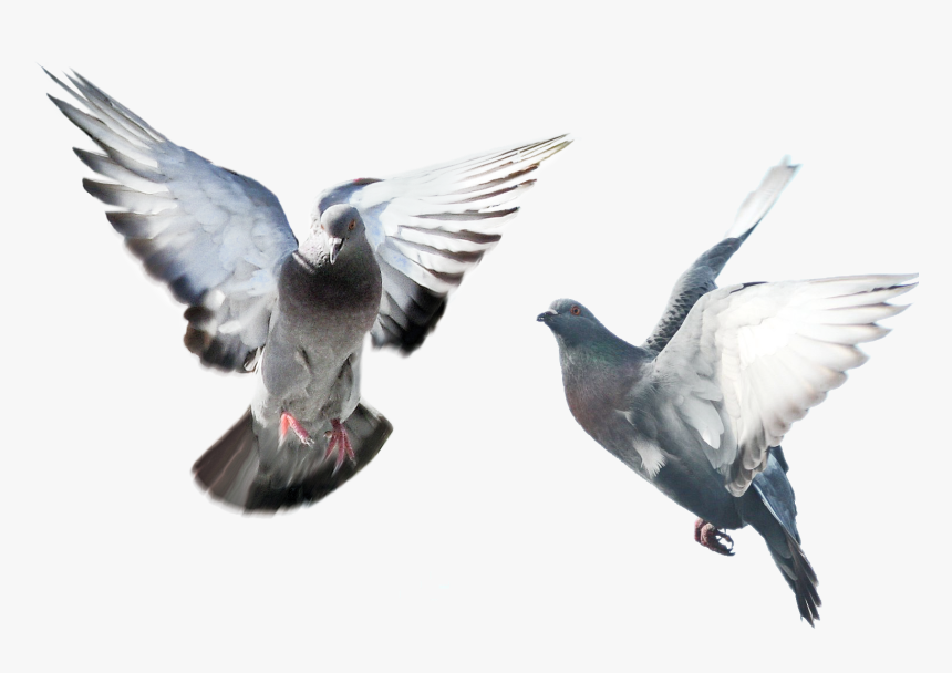 Bird,rock Dove,wing,pigeons And Doves,beak,feather,stock - Bird Spikes, HD Png Download
