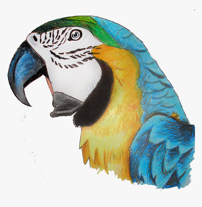 Parrot Png , Png Download - Macaw, Transparent Png