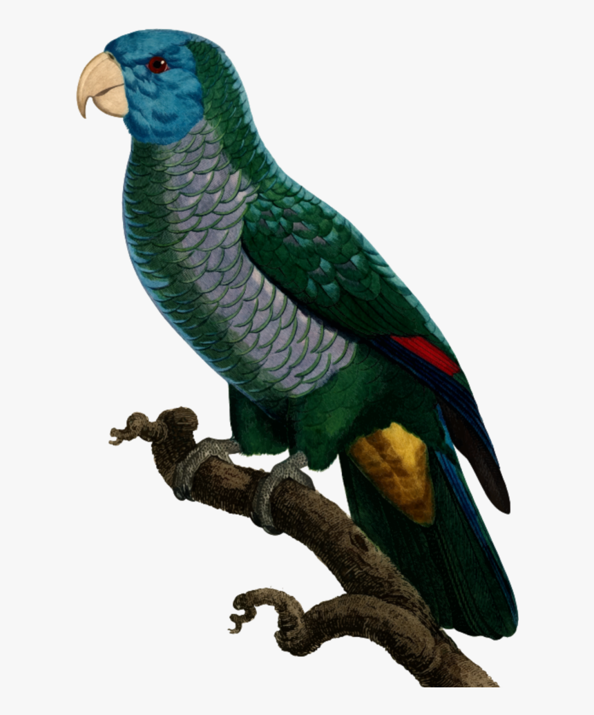 Parrot , Png Download - Saint Lucia Parrot Png, Transparent Png