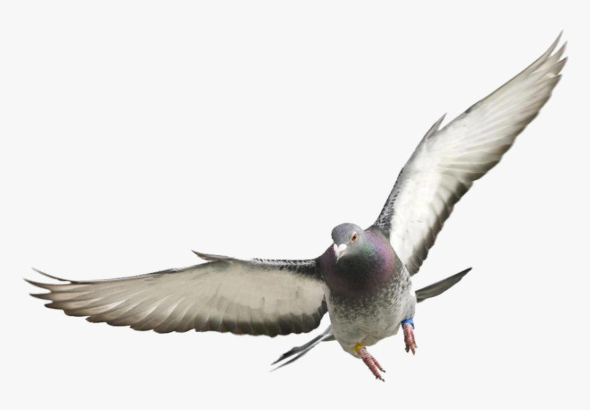 Pigeons And Doves , Png Download - Redhead, Transparent Png