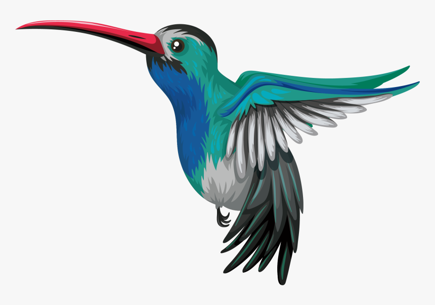 Hummingbird Drawing Illustration - H Is For Hummingbird, HD Png Download