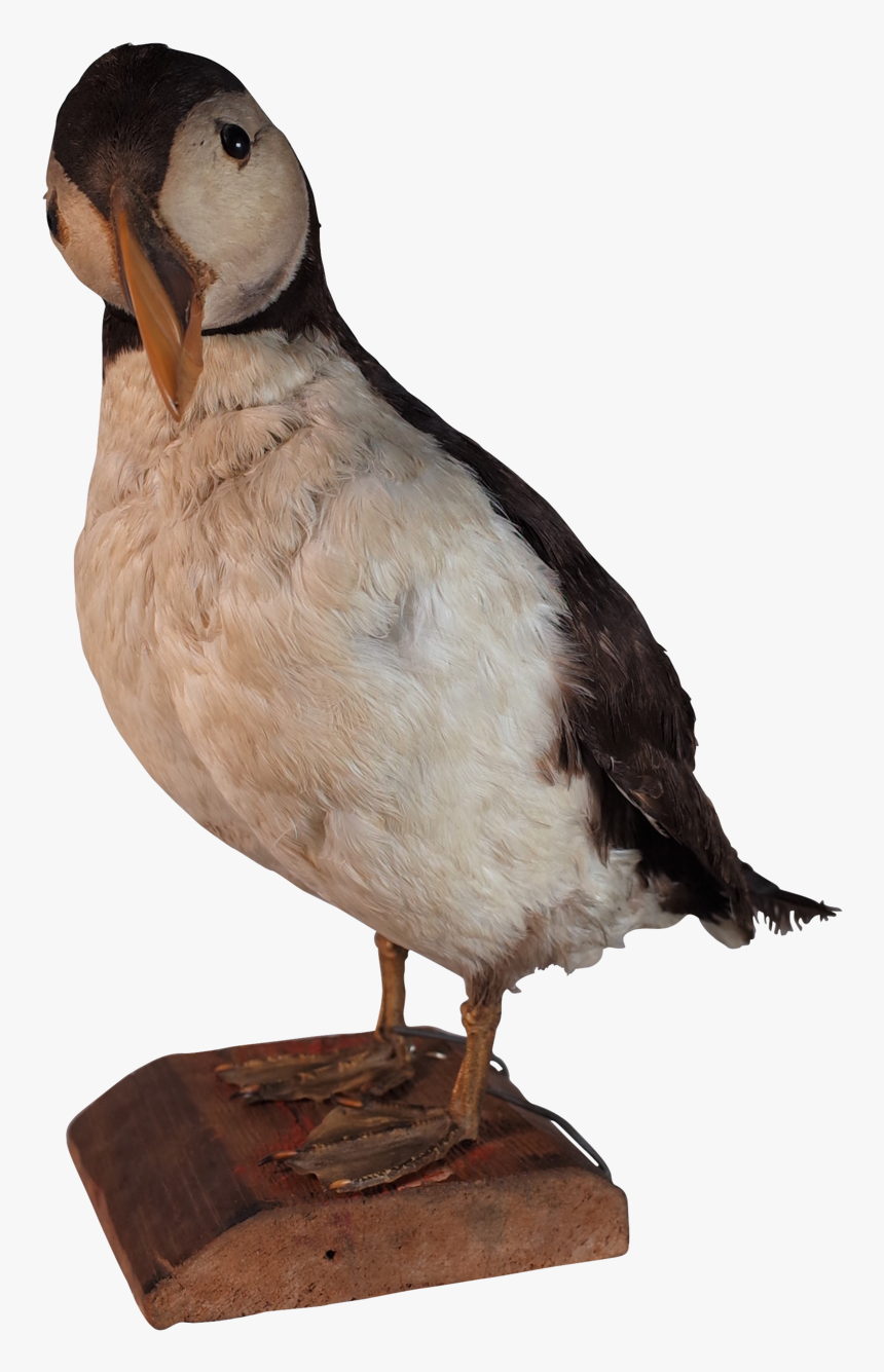 Taxidermy Puffin - Parrot - Atlantic Puffin, HD Png Download
