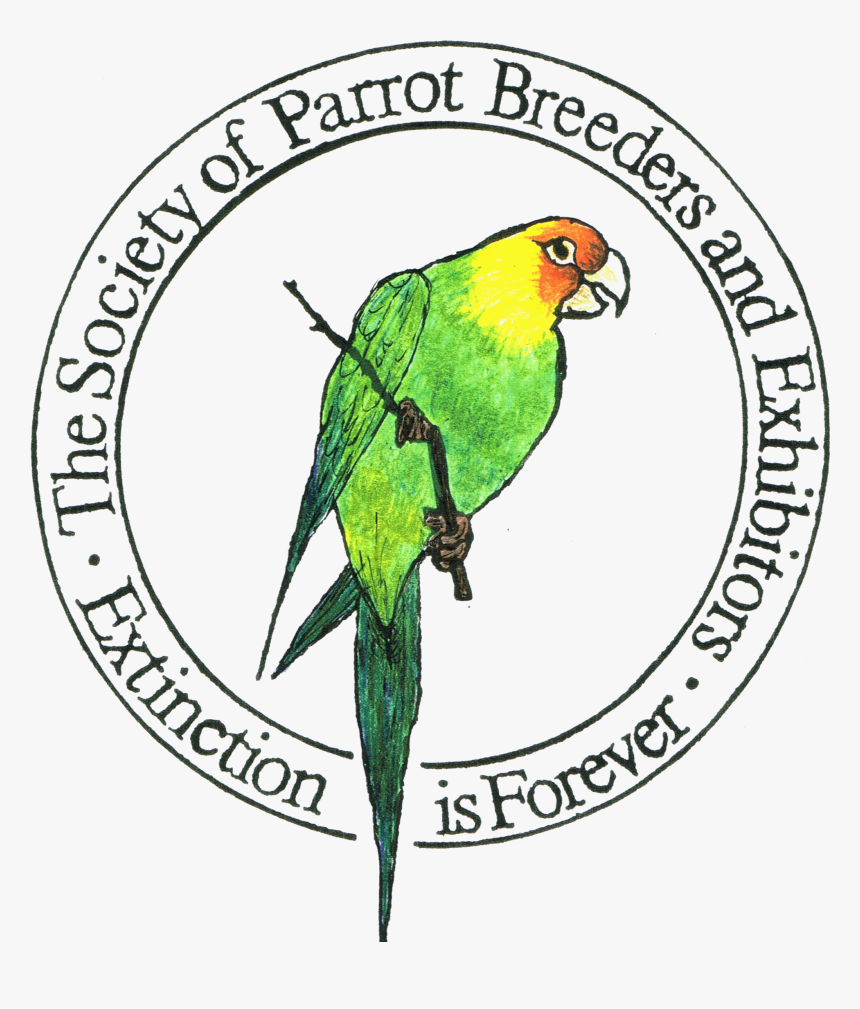 Parrot , Png Download - Parrot, Transparent Png