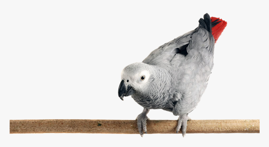 Photo Of An African Grey Parrot Perched On A Limb - African Grey Parrot Png, Transparent Png