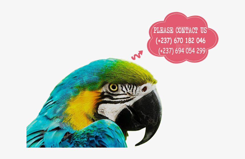 Parrots For Sale - Macaw Parrot In Africa, HD Png Download