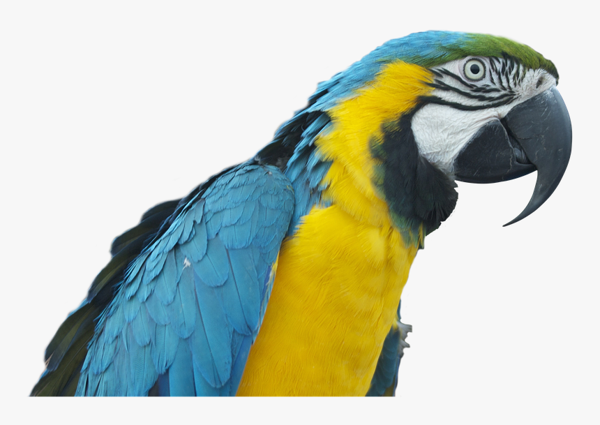 Colorful Parrot Png Free Download - Papağan Png, Transparent Png