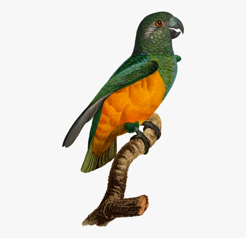 Budgerigar Bird Parrot , Png Download - Parakeet, Transparent Png