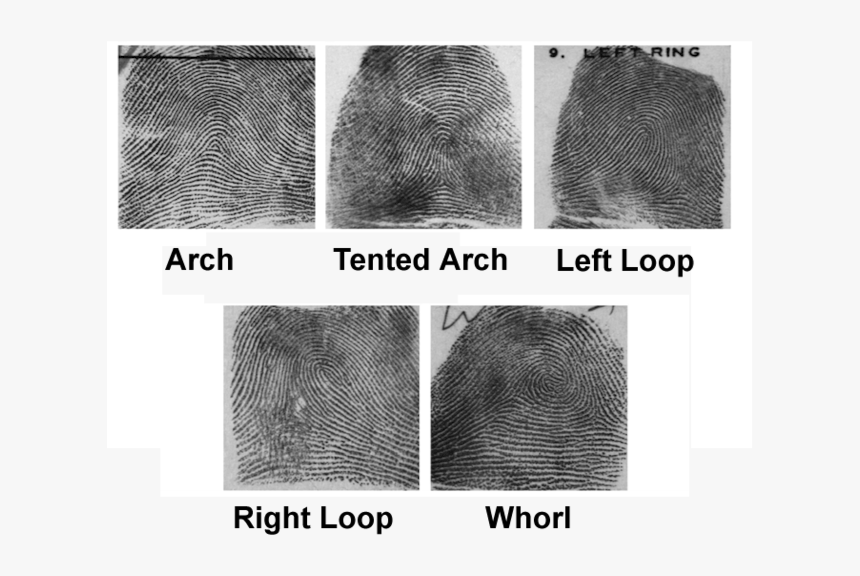 Transparent White Fingerprint Png - Transglobe, Png Download