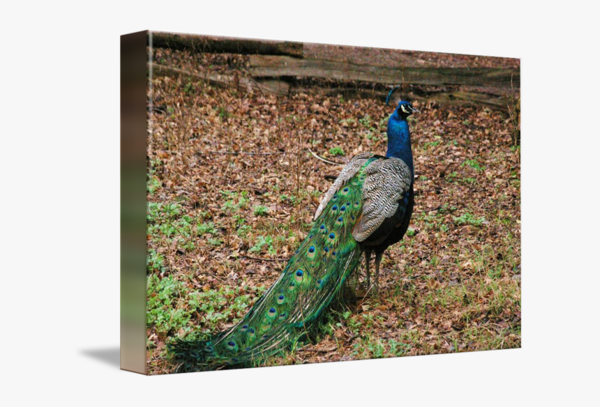 Peafowl, HD Png Download