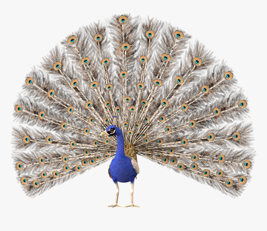 Peacock Clipart, HD Png Download