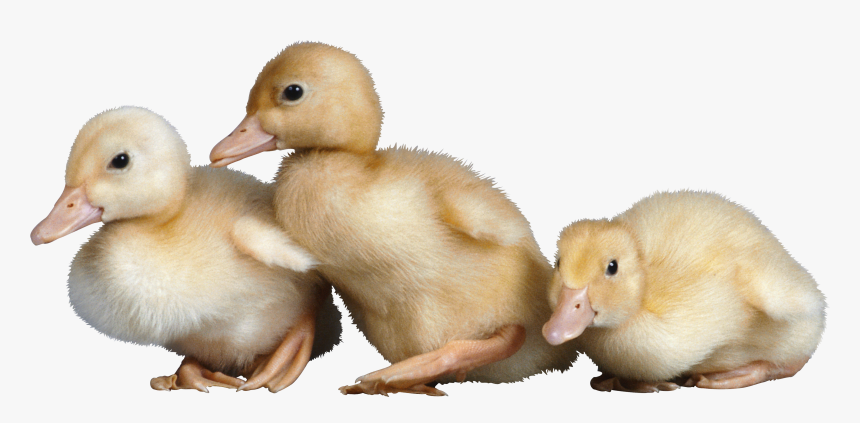 Duck Image Free Download - Baby Chicks And Ducklings, HD Png Download