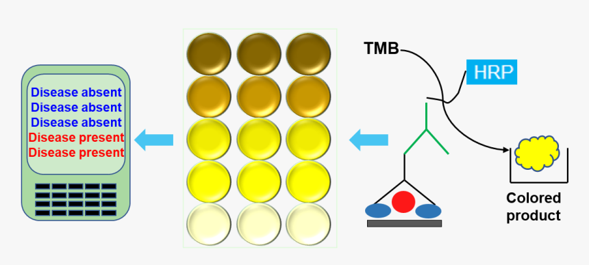 Banner - Circle, HD Png Download