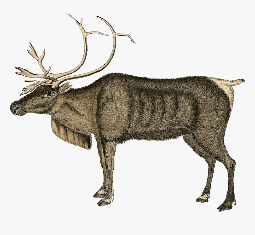 Christmas Peace Illustration Vintage, HD Png Download