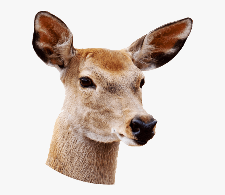 Deer With White Background, HD Png Download