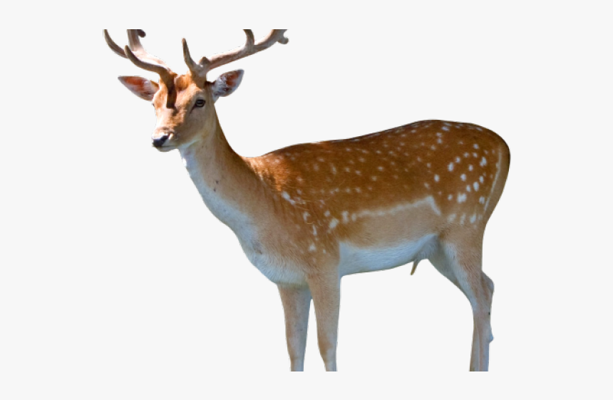 Reindeer Png Transparent Images - Deer Png Image Hd, Png Download