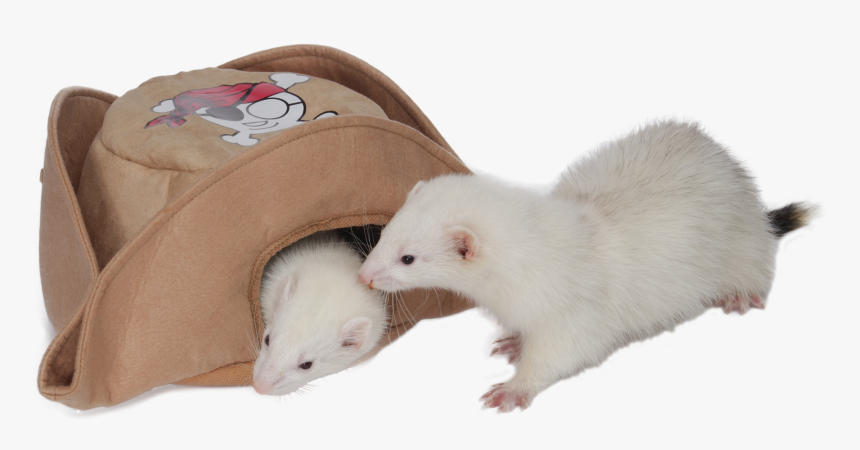 Marshall Pet Products Pirate Hat , Png Download - Ferret, Transparent Png