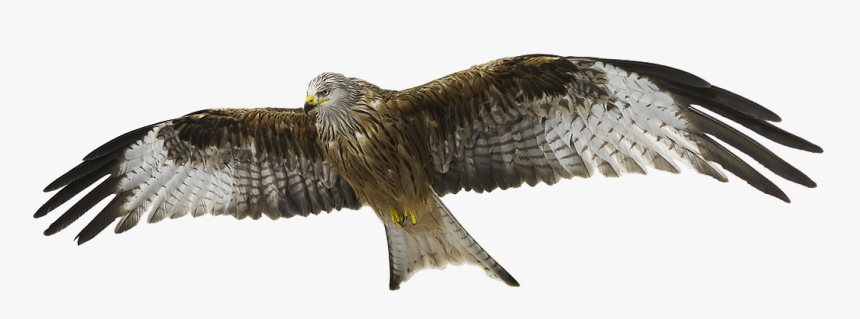 Red Kite, Red Milan, Milan - Kite Bird Transparent Background, HD Png Download