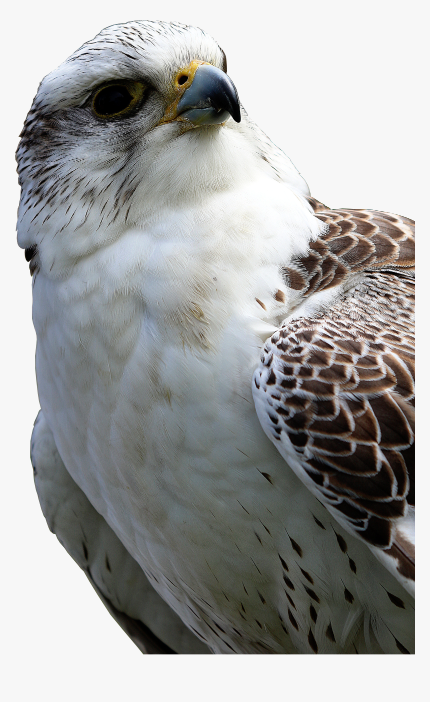 Hawk Png Image, Transparent Png