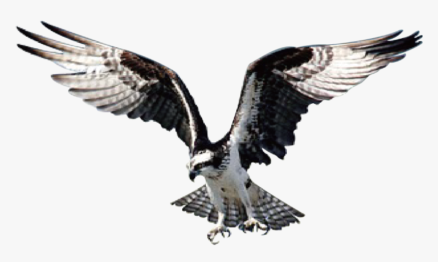 Hawk Png Image - Eagle, Transparent Png