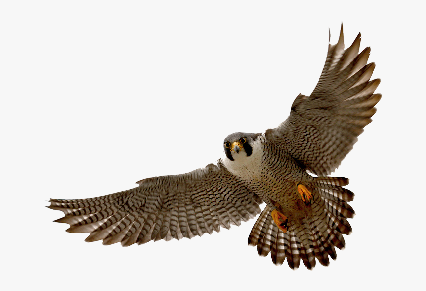 Falcon Png - Peregrine Falcon Png, Transparent Png